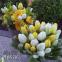 images/phocagallery/paticka/kytice bilozlutych tulipanu.jpg